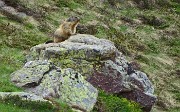 96 Marmotta in sentinella!